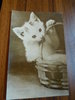 Postkarte Motiv Katze DDR 1965 Handfoto